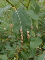 Thecabius populimonilis