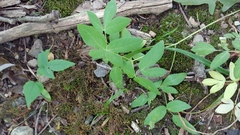 Taenidia integerrima