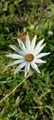 Dimorphotheca pluvialis