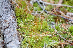Pleurozium schreberi