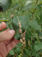 Thecabius populimonilis