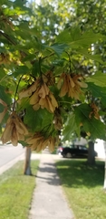 Acer ginnala