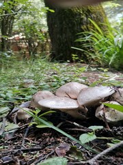 Agaricus hondensis