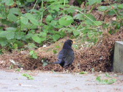 Turdus merula