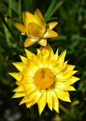 Xerochrysum viscosum