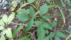 Zizia aurea