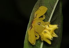 Epicadus heterogaster