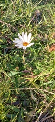 Dimorphotheca pluvialis
