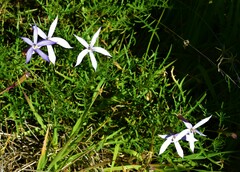 Lithotoma axillaris