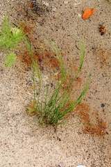 Agrostis scabra