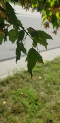 Acer ginnala