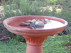 Acanthorhynchus tenuirostris