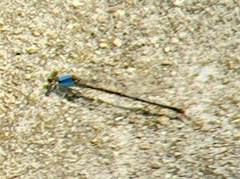 Argia moesta