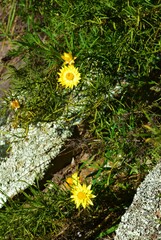 Xerochrysum viscosum