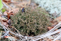 Cladonia uncialis