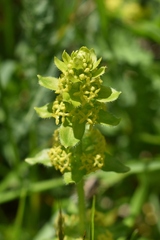 Cruciata