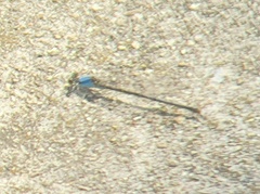 Argia moesta