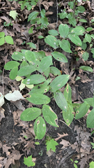 Uvularia grandiflora