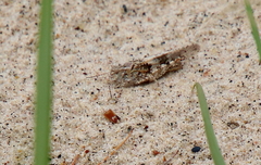 Trimerotropis huroniana