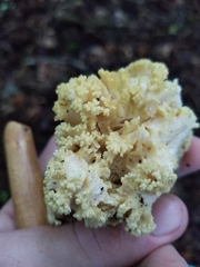 Ramaria rasilispora