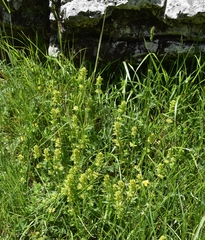 Cruciata