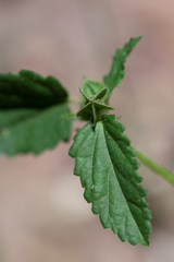 Rhynchosida physocalyx