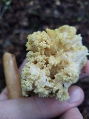 Ramaria rasilispora