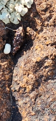 Sceloporus occidentalis
