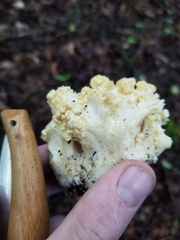 Ramaria rasilispora