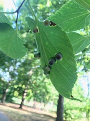 Pachypsylla celtidismamma