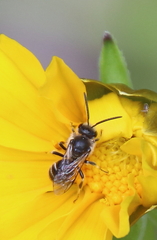 Lasioglossum leucozonium