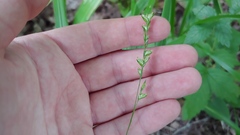 Diarrhena obovata