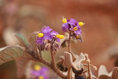Solanum ellipticum