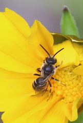 Lasioglossum leucozonium