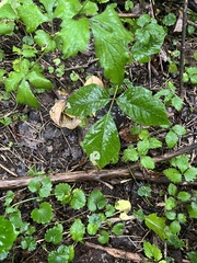 Cameraria guttifinitella