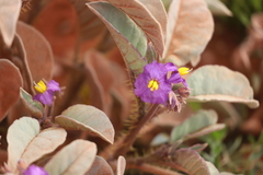 Solanum ellipticum