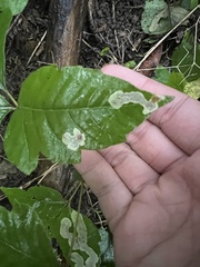 Cameraria guttifinitella
