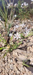 Allium rhizomatum