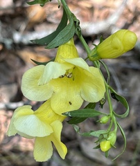Aureolaria flava