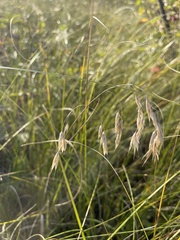 Bromus kalmii