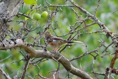 Pipilo erythrophthalmus