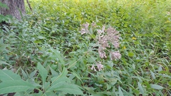 Eutrochium purpureum