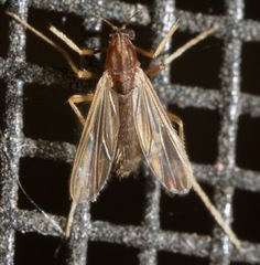 Orthocladiinae