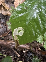 Cameraria guttifinitella