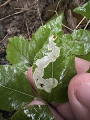 Cameraria guttifinitella
