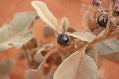 Solanum ellipticum