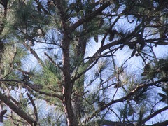 Pinus