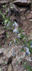 Trichostema arizonicum