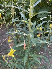 Oenothera elata