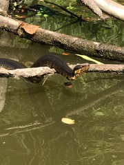 Agkistrodon piscivorus